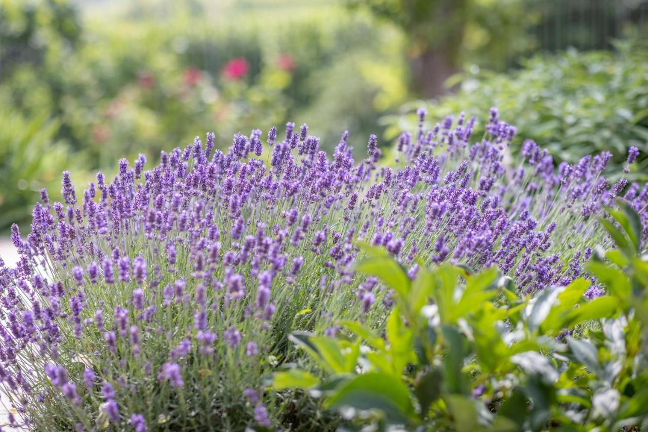Agriturismo Tre Stelle Barbaresco Bagian luar foto