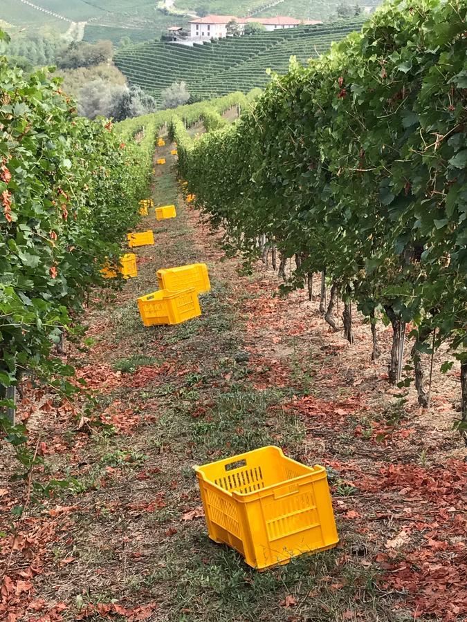 Agriturismo Tre Stelle Barbaresco Bagian luar foto