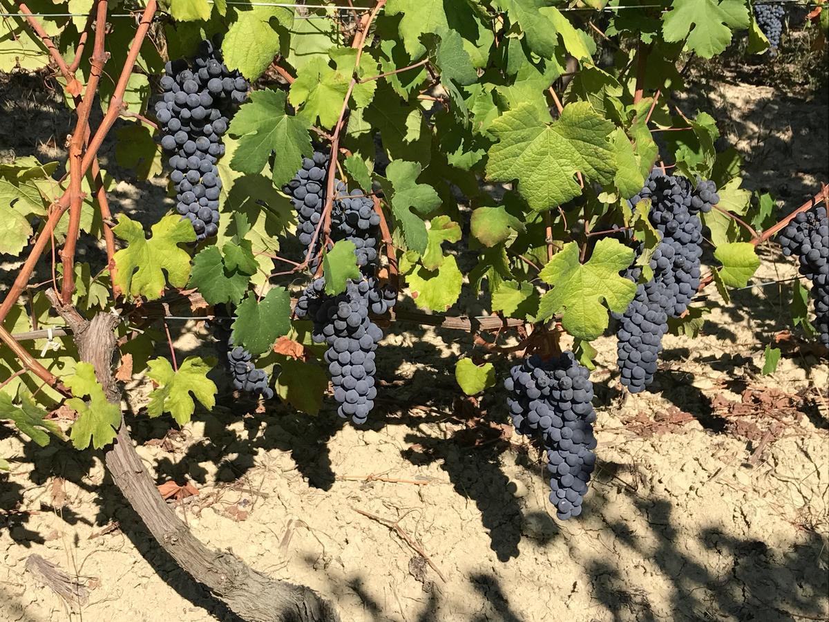 Agriturismo Tre Stelle Barbaresco Bagian luar foto